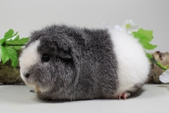 US Teddy "Nana" in Silberagouti-Weiß von Astrid Goroncy