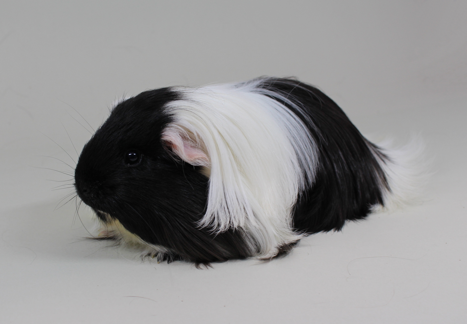 01_Sheltie_116_Jeffrem_SW_Steffan_van_der_Kolk