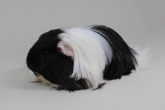 01_Sheltie_116_Jeffrem_SW_Steffan_van_der_Kolk