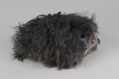 01_Minipli_152_silberagouti_Steffen_van_der_Kolk