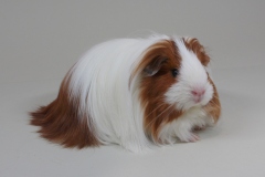 RL_Antje_Sheltie_107_Zelda_RW_Dana_Jansen