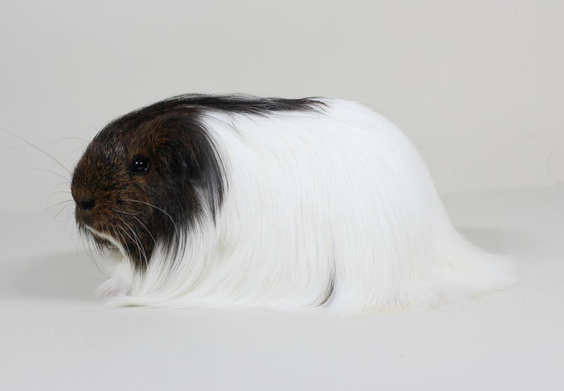 01_Bester_Bock_138_Sheltie_Goldagouti-rot_Masterboy_Monique_Runge