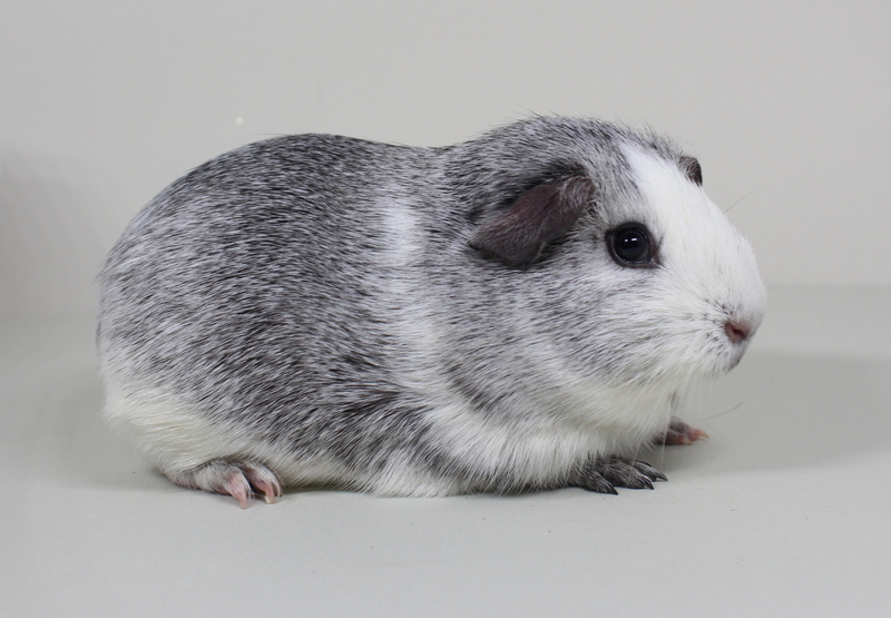 01_Liebhaber_143_Pandora_GH_cinnamonagouti_Tomke_Meyer-1