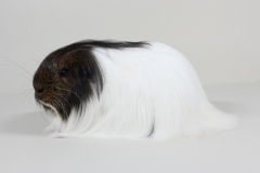 01_Bester_Bock_138_Sheltie_Goldagouti-rot_Masterboy_Monique_Runge
