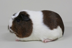 01_Crested_33_Valentina_goldagouti-weiss_Michael_Fluethmann-1