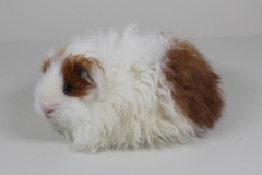 01_Langhaar_140_Texel_Haylee_goldagouti-rot-weiss_Monique-Runge-3