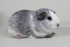 01_Liebhaber_143_Pandora_GH_cinnamonagouti_Tomke_Meyer-1