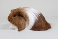 01_Sheltie_103_Maribelle_rot-weiss_Monique_Runge-2