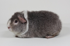 01_US-Teddy_127_Louise_cinnamonagouti_Astrid_Goroncy-2
