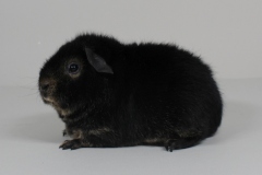 01_US-Teddy_Arwen_black_otter_Heike_Neuwirth-3