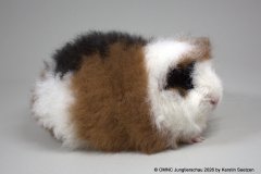 01_UK_CH-Teddy_SPW_165_Com.Lamboo