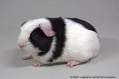 01_UK_Crested_2fgem_88_Anja-Leimkuhle