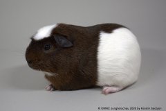 01_UK_Crested_solid-agouti-loh_72_Fluethmann