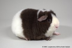 01_UK_US-Teddy_135_Caroline-Borgmeier