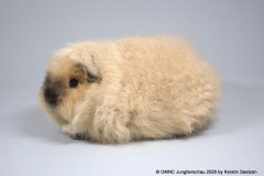 01_UK_gem_CH-Teddy_156_Com.Lamboo