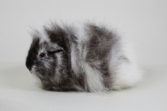 CH Teddy in Magpie schwarz "Perle Tinas-Rasselbande"