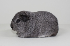 Glatthaar in silberagouti "Enya von der Geest"