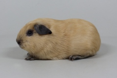 Satin in creme california schwarz "Calypso von der Geest"