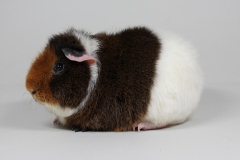 Rex  in goldagouti-rot-weiß