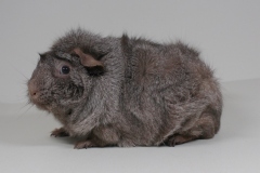 Rosette in solid cinnemonagouti