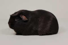 01_Crested_16_Heidemarie_schoko_Ramona-_Heyen