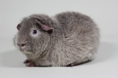 01_US_Teddy_51_Indiego_lavendel_Nadine_Ohlnadt