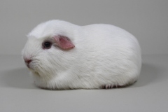02_Crested_18_White_Sensation_weiss_Martina_LB