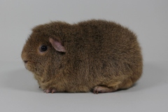 02_Rex_22_Paddy_buffagouti_Nadine_Ohlandt-1