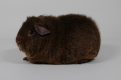 03_Rex_20_Ohag_orangeagouti_Heiko_Diers