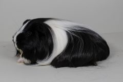 Sheltie in schwarz-weiß