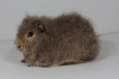 Schweizer Teddy in cremeagouti