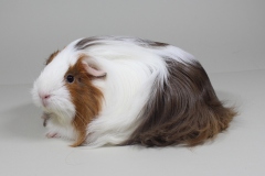 Sheltie slate-gold-weiß