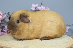 Glatthaar "Feline" in buff california schoko von Joeri Groot (Comb. Groot)