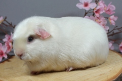 Satin Crested in weiß d.e. "Viola" von ... Name fehlt im Katalog